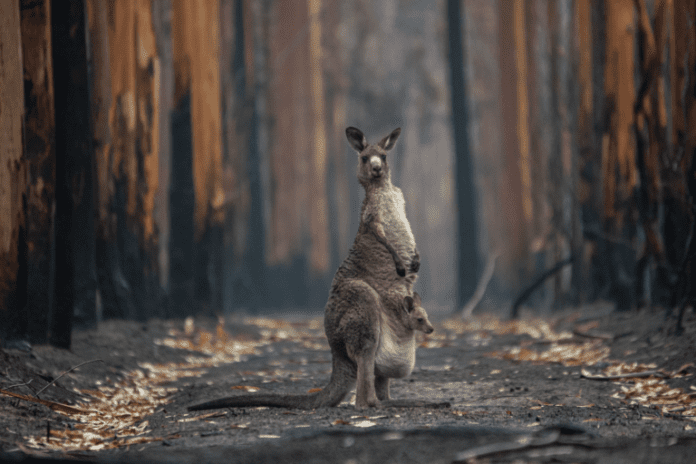australia-bushfires-might-hold-precipitated-international-native-local-weather-phenomenon-la-nina-survey.png Australia bushfires might hold precipitated international native local weather phenomenon La NiƱa: Survey