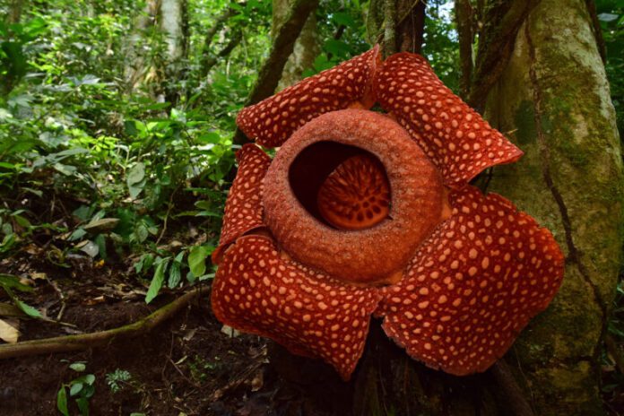 Philippines research affords hope for conserving enigmatic Rafflesia vegetation
