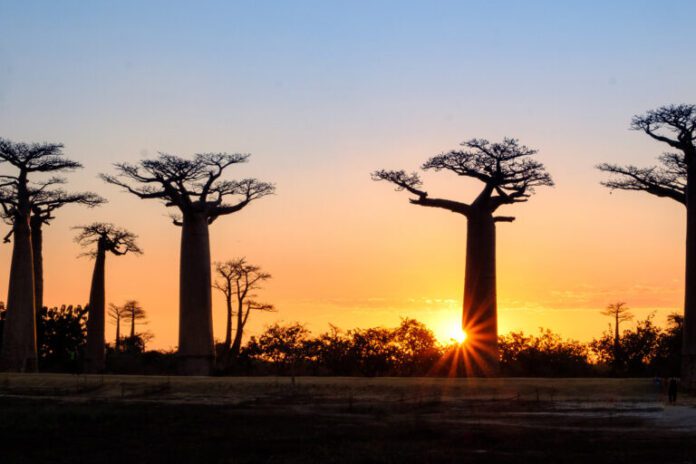 fire-imperils-madagascars-baobabs-qa-with-park-director-diamondra-andriambololona.jpg Fire imperils Madagascar’s baobabs: Q&A with park director Diamondra Andriambololona