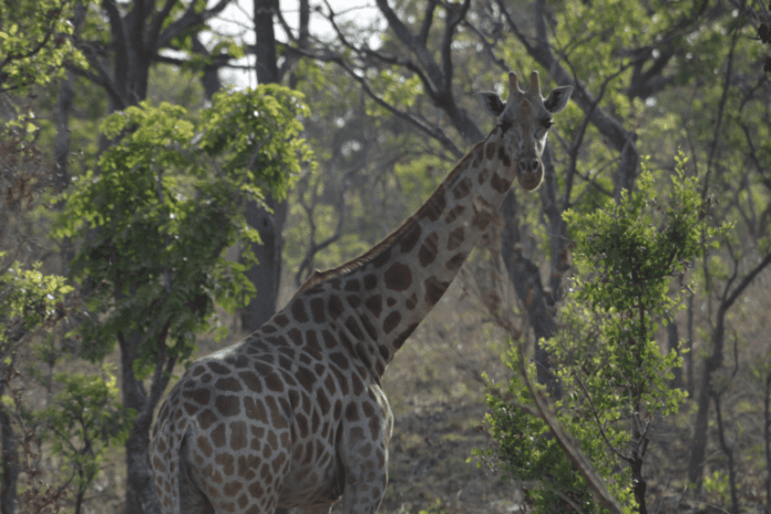 Kordofan giraffes face native extinction in 15 years if poaching continues