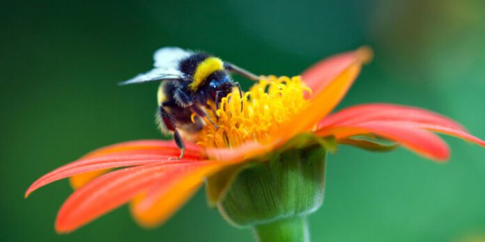 Why we desperately want wild bees